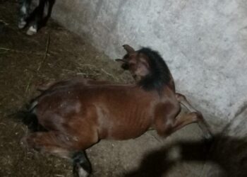 MP-SP processa fabricante de ração após morte de centenas de cavalos e pede R$ 10 milhões de indenização